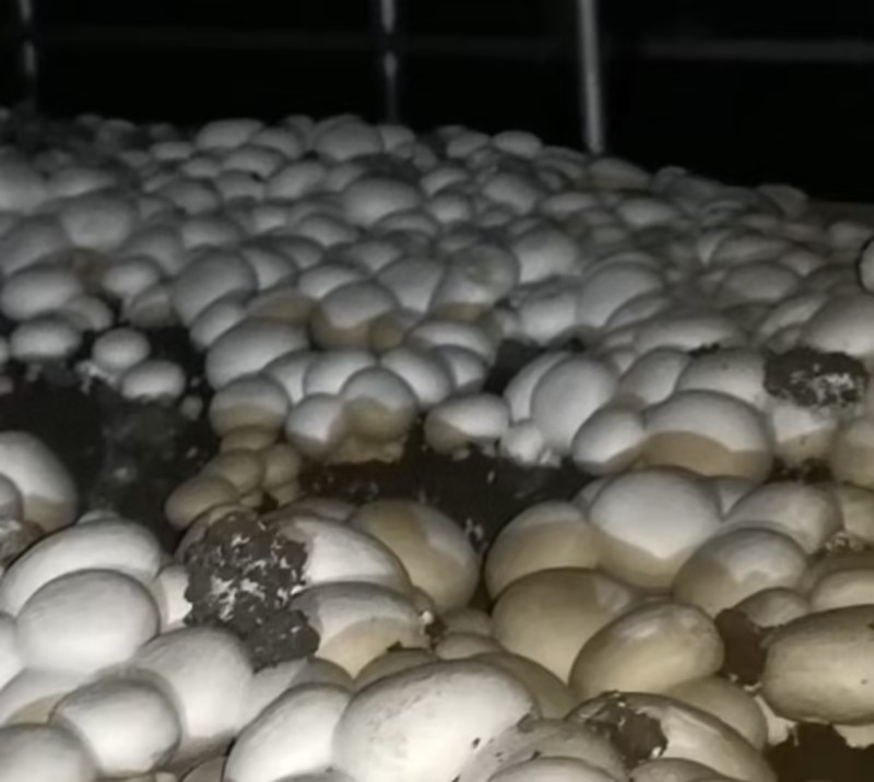 【精品】双孢菇批发零售自家种植现摘先发质量保证