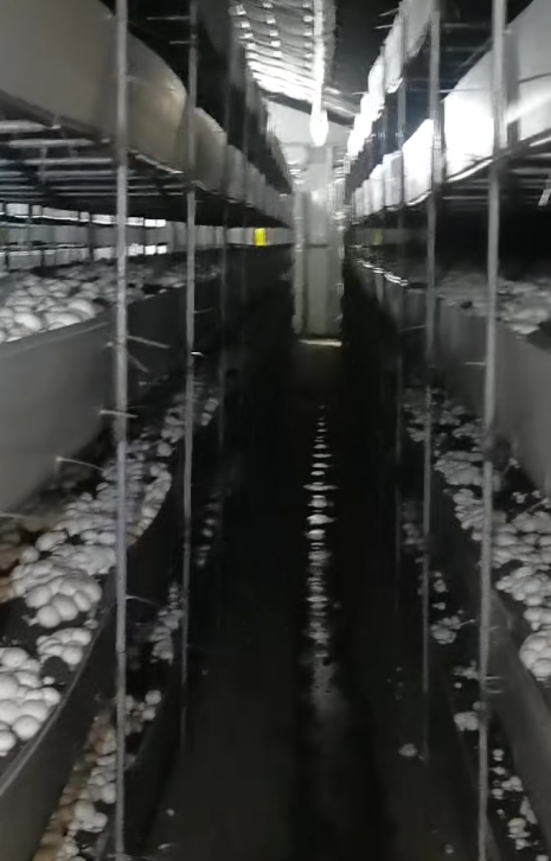 【好评超多】双孢菇批发零售自家种植现摘先发质量保证