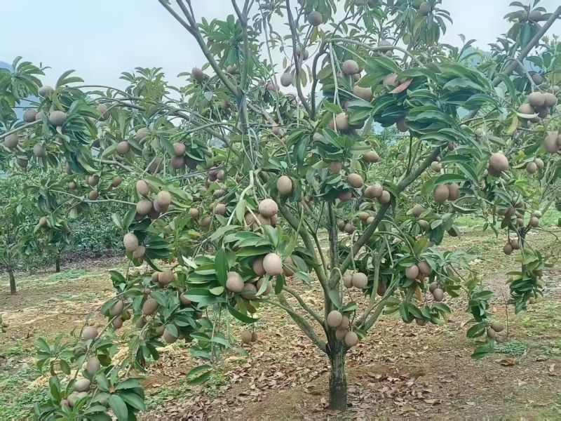 广西精品人心果大量供应产地直发价格优惠欢迎来电洽谈