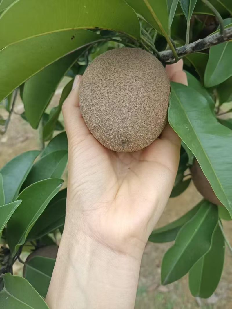 广西精品人心果大量供应产地直发价格优惠欢迎来电洽谈