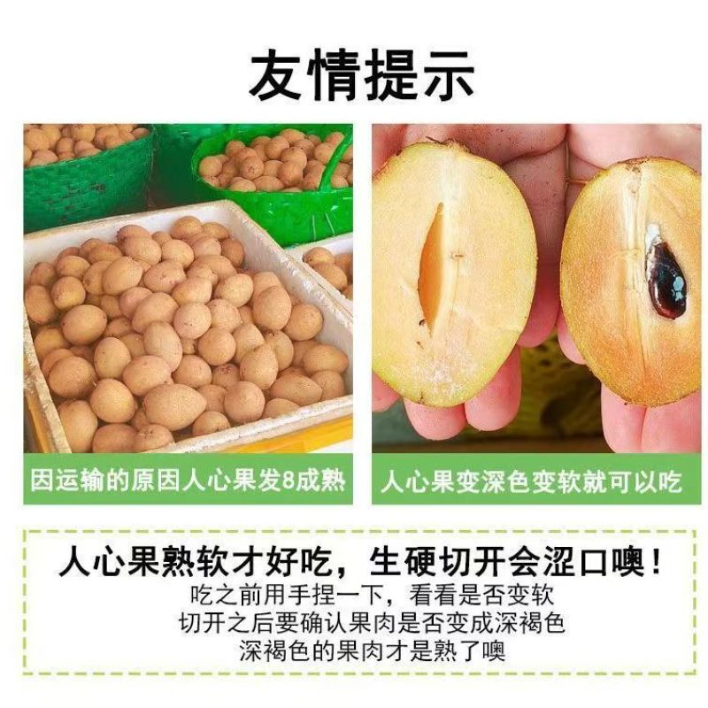 广西精品人心果大量供应产地直发价格优惠欢迎来电洽谈