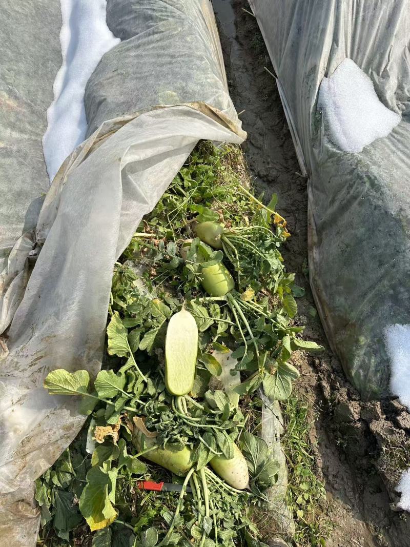 湖北青萝卜，市场货，质量保证。需要的老板联系我