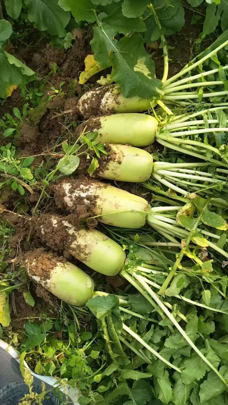 湖北青萝卜，市场货，质量保证。需要的老板联系我