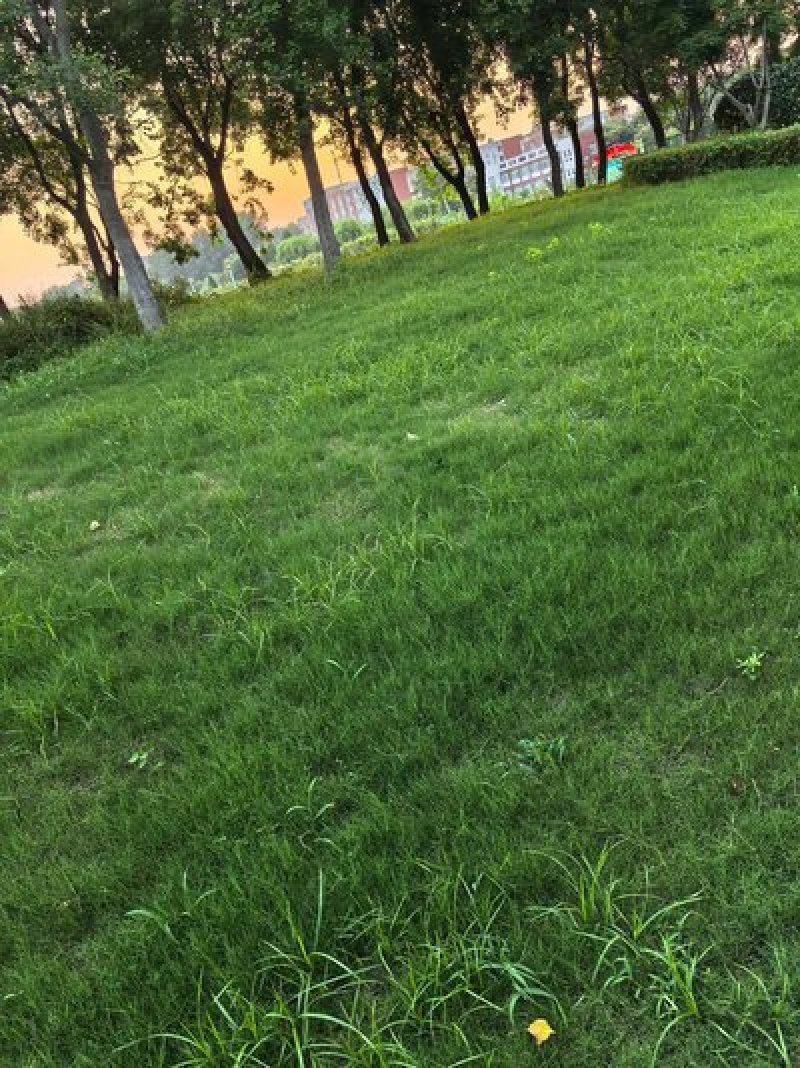早熟禾种子