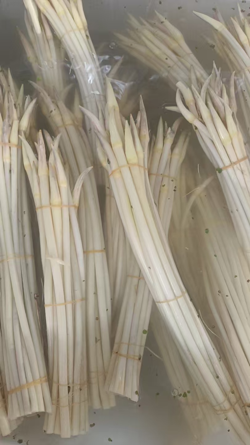 精品藕带湖北新鲜藕带大量供应