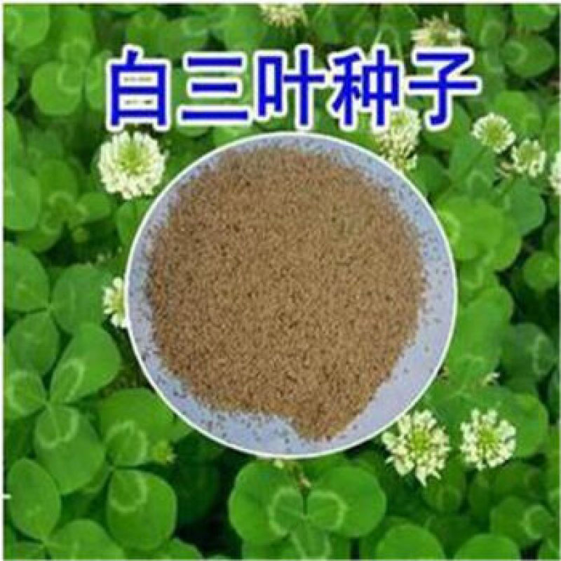 白三叶种子