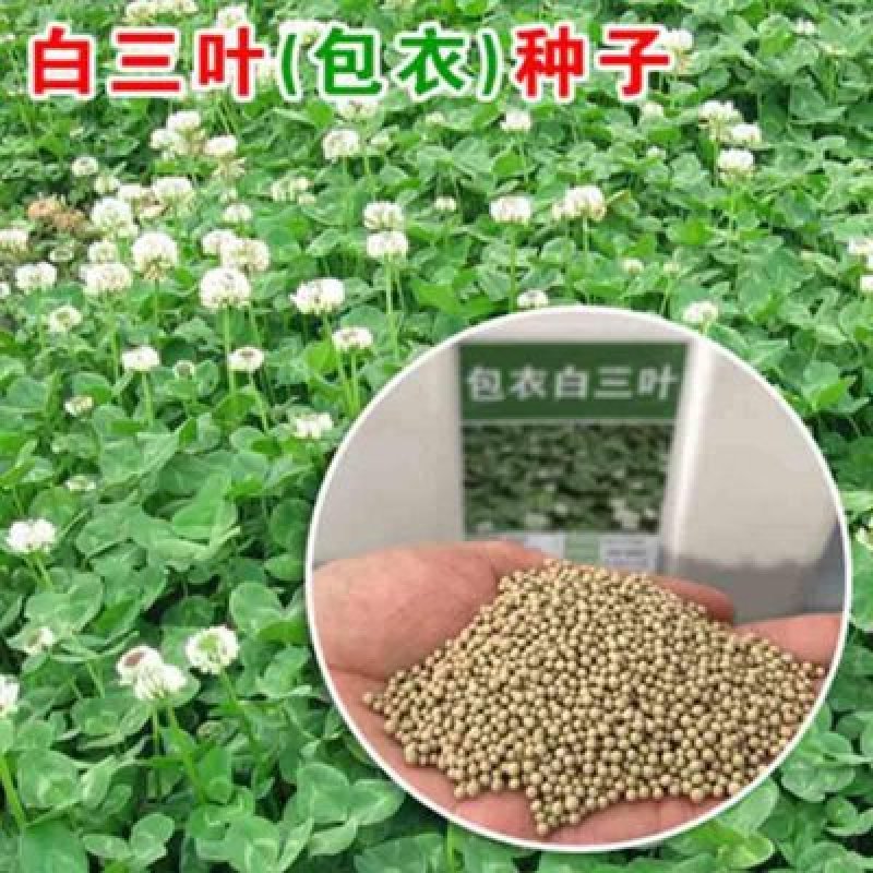 白三叶种子