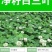 白三叶种子