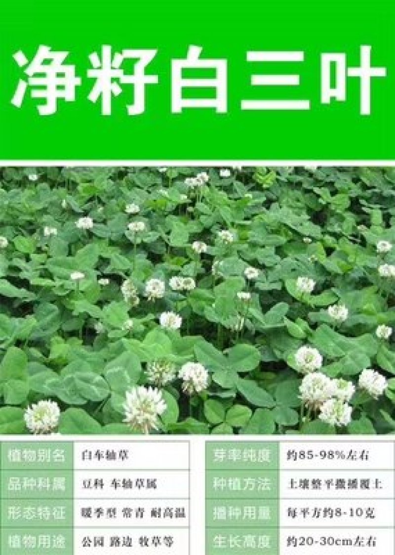 白三叶种子