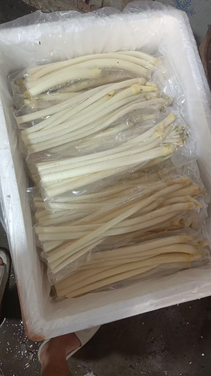 湖北新鲜藕带大量供应品质保证诚信经营欢迎老板来电