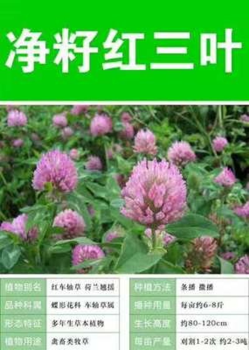 红三叶种子
