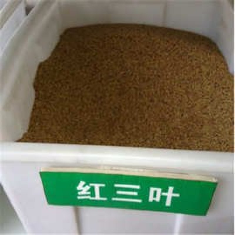 红三叶种子