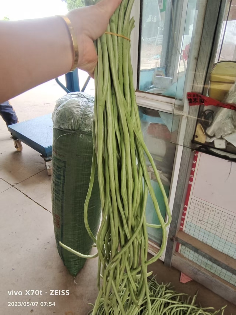 安徽芜湖青条豆角长豆角全国发货保质保量视频看货