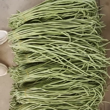 安徽芜湖青条豆角长豆角全国发货保质保量视频看货