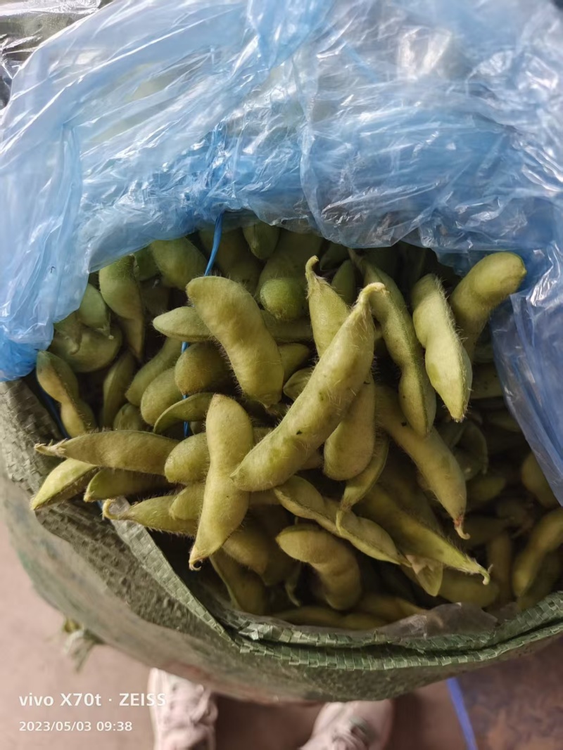 安徽芜湖毛豆沈鲜6号毛豆全国发货对接电商市场商超