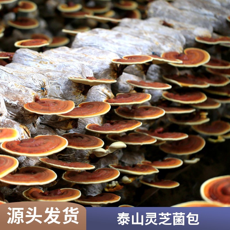 【牛商优选】山东灵芝菌包厂家泰山灵芝菌棒种植技术指导
