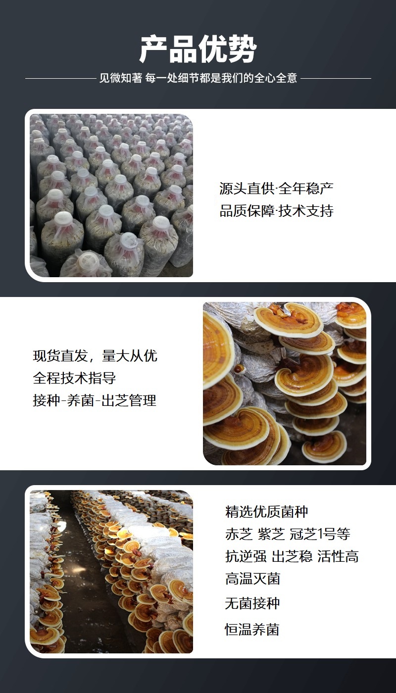 【牛商优选】山东灵芝菌包厂家泰山灵芝菌棒种植技术指导