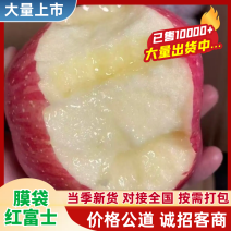 山西纸加膜富士苹果可供应全国各大批发市场