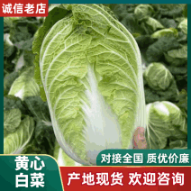 湖北大白菜，钟祥黄心白菜大量现货，黄心白莱，菜品干净