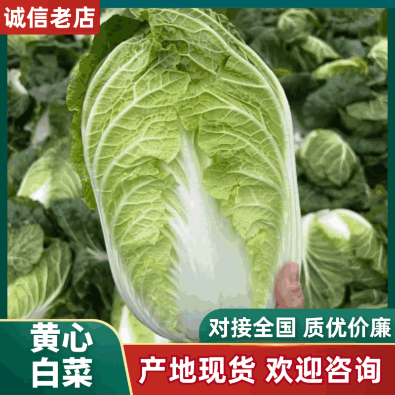 湖北大白菜，钟祥黄心白菜大量现货，黄心白莱，菜品干净