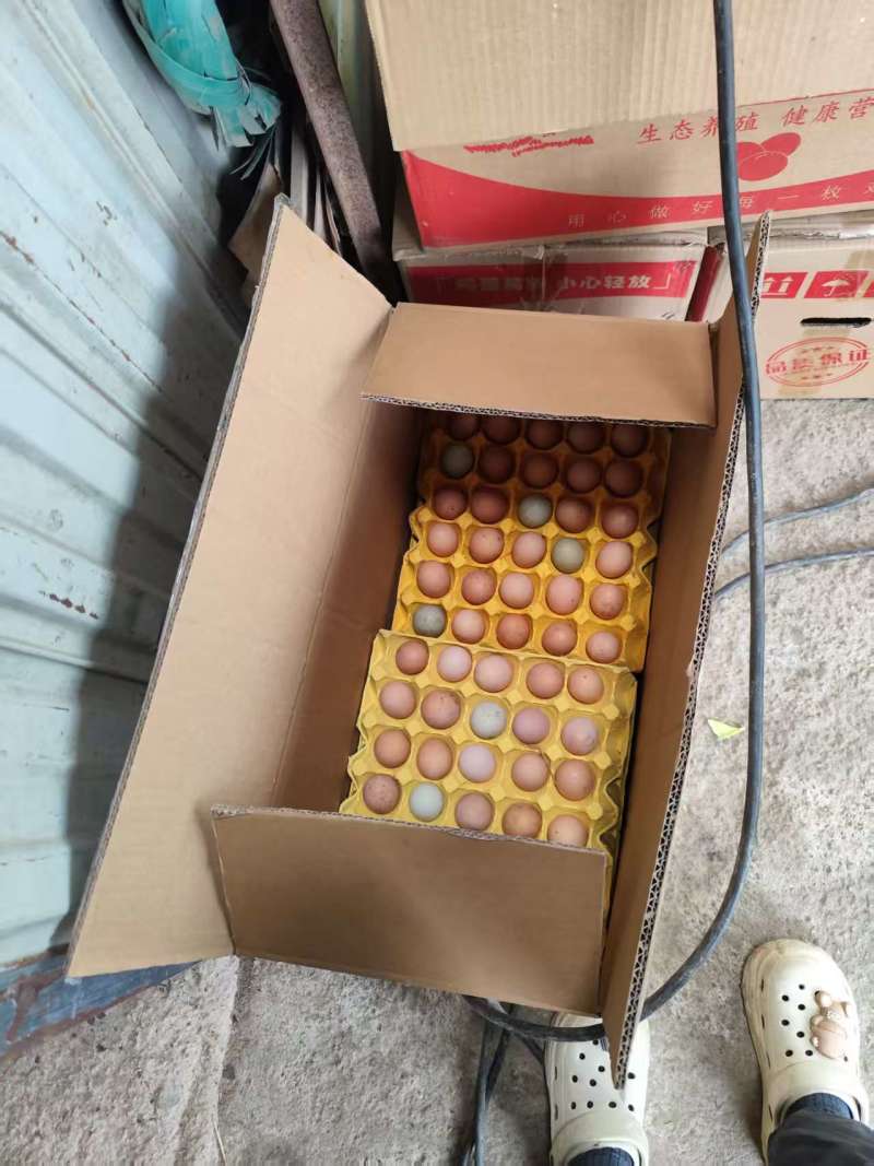 【精品鸡蛋】散养土鸡蛋包邮送货上门，现捡现发量大可议价
