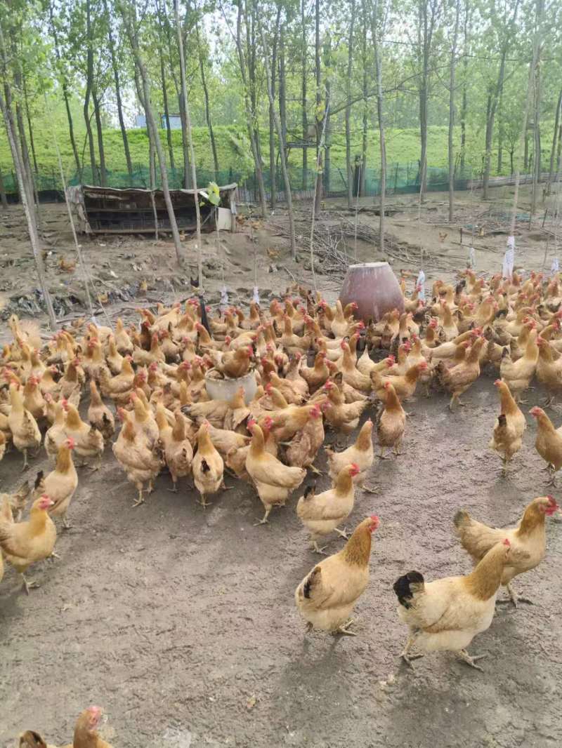 散养土鸡蛋自家养殖现货先发量大从优可对接全国精心挑选