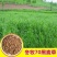 冬牧70黑麦草种子