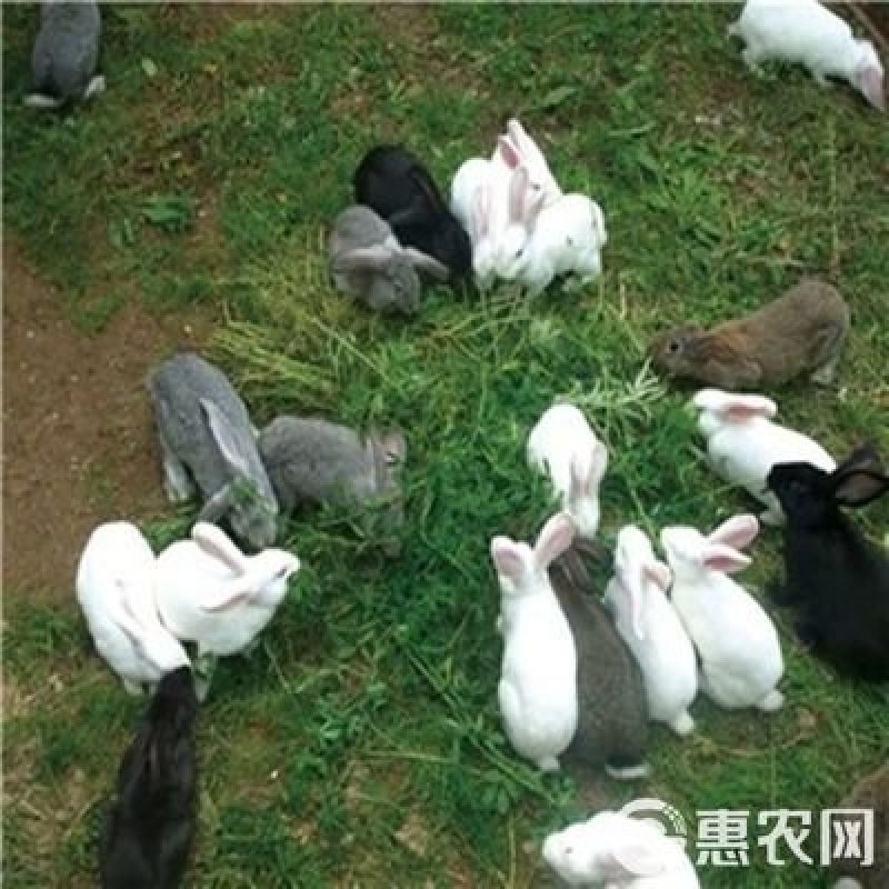 冬牧70黑麦草种子