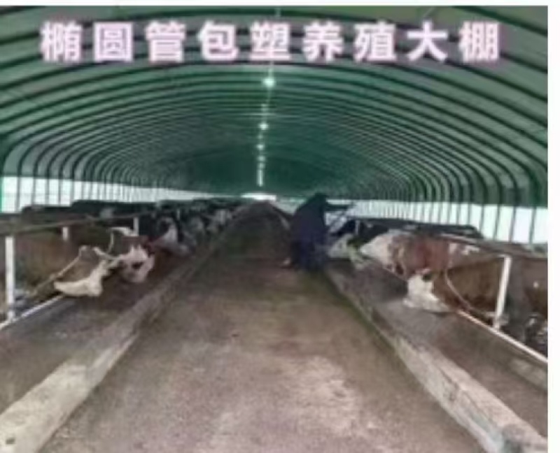 天津养殖大棚/联栋大棚/冷棚暖棚/可定尺定做欢迎联系