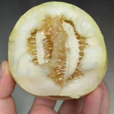 精品星田20博洋61博洋9号花蕾花美人羊角蜜绿宝石大量
