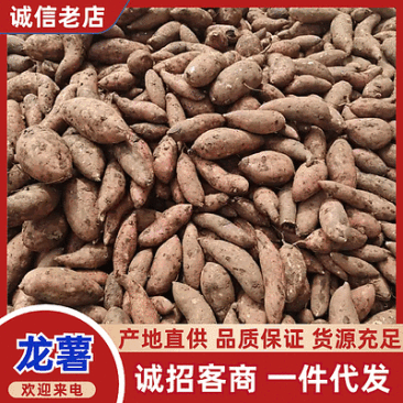 《一件代发》龙薯9/精选品质/电商～团购～带货～供应链