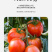 泾阳普罗旺斯西红柿🍅沙瓤爆汁酸甜爽口地标认证果型饱满