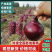 【精品】河南洋葱大量上市对接市场档口电商商超