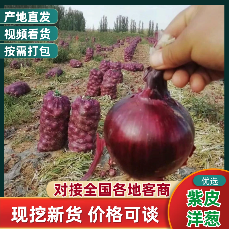 【精品】河南洋葱大量上市对接市场档口电商商超