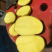 【沃土5号】河南精品沃土5号土豆黄心土豆对接各大电商平