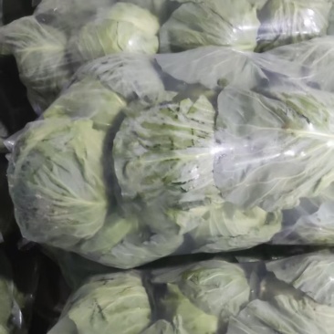 安徽精品甘蓝圆包菜大量上市基地直供质量保证全国发货