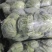 安徽精品甘蓝圆包菜大量上市基地直供质量保证全国发货