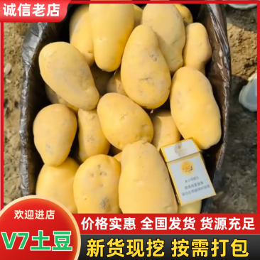 【V7土豆】河南精品v7土豆黄心土豆，沃土5号大量有货