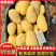 【V7土豆】河南精品v7土豆黄心土豆，沃土5号大量有货