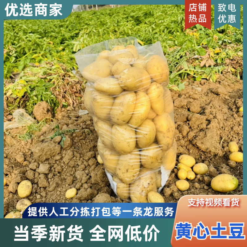 【黄心土豆】河南精品黄心土豆沃土V7都有货源非常充足