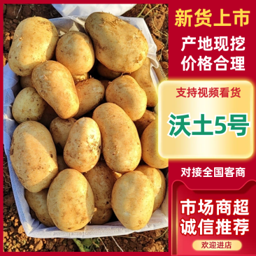 【沃土5号】河南精品沃土5号土豆黄心土豆对接各大电商平