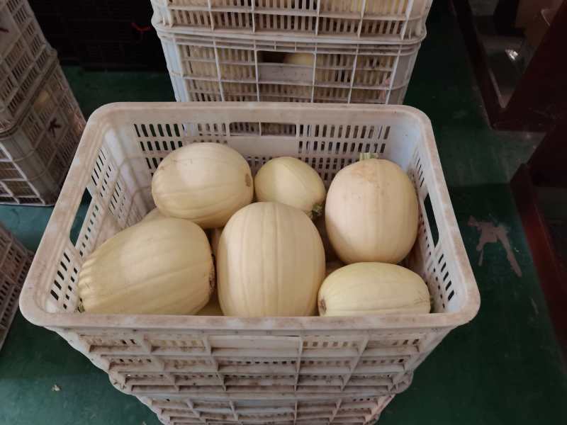 金丝搅瓜新鲜上市，货源充足，品质保障，价格美丽