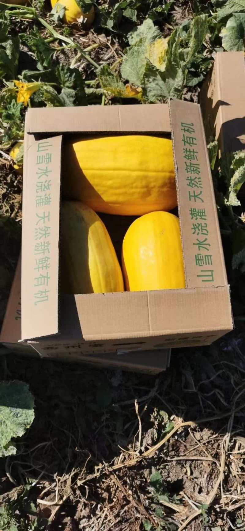 泗县金丝绞瓜，以诚信求发展，欢迎咨询