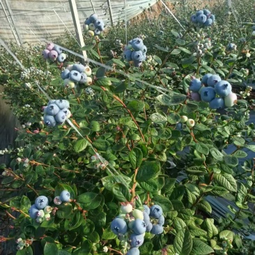 蓝莓树盆栽地栽大量现货基地直发提供种植技术指导