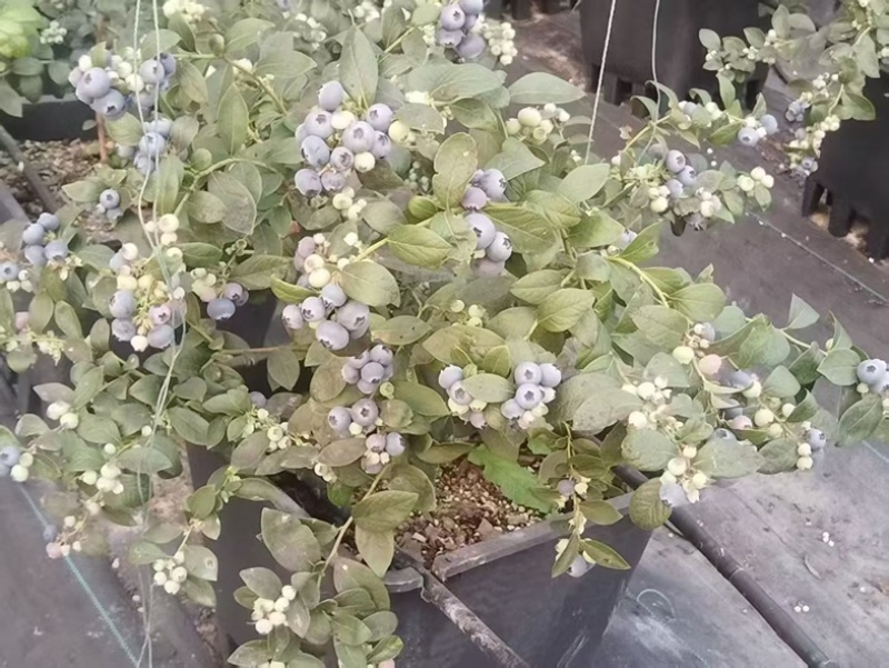 蓝莓树盆栽地栽大量现货基地直发提供种植技术指导