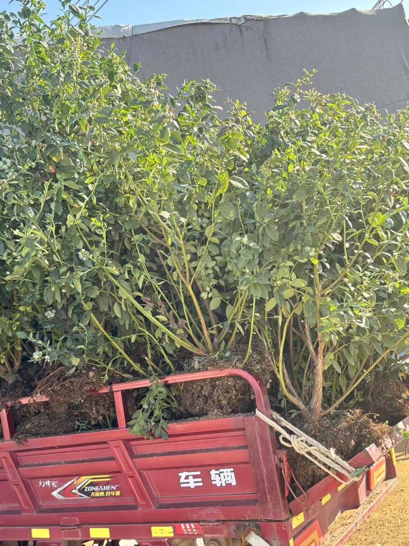 蓝莓树盆栽地栽大量现货基地直发提供种植技术指导