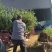 蓝莓树盆栽地栽大量现货基地直发提供种植技术指导