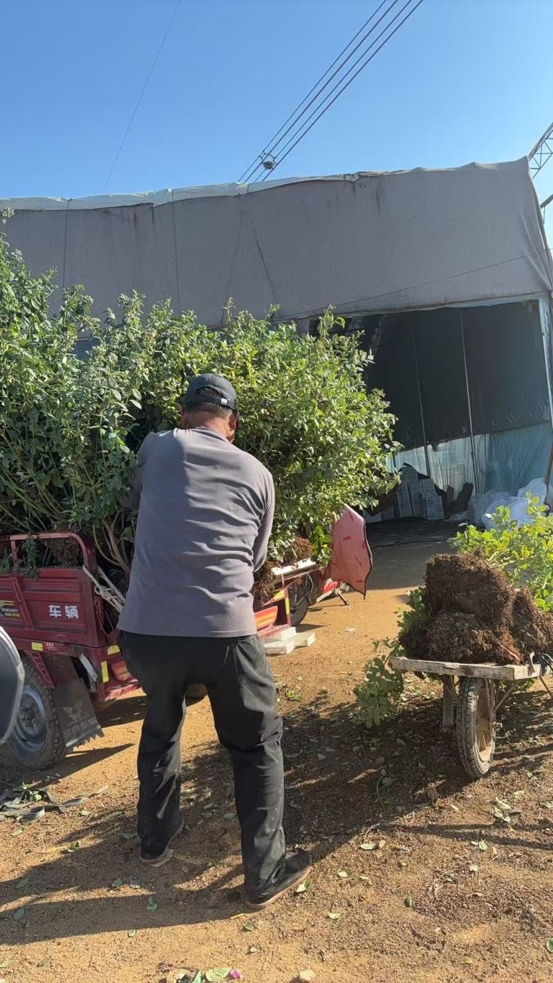 蓝莓树盆栽地栽大量现货基地直发提供种植技术指导