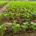 芹菜苗基地直销量大质优价格优惠支持视频看货欢迎采购
