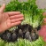 芹菜苗基地直销量大质优价格优惠支持视频看货欢迎采购